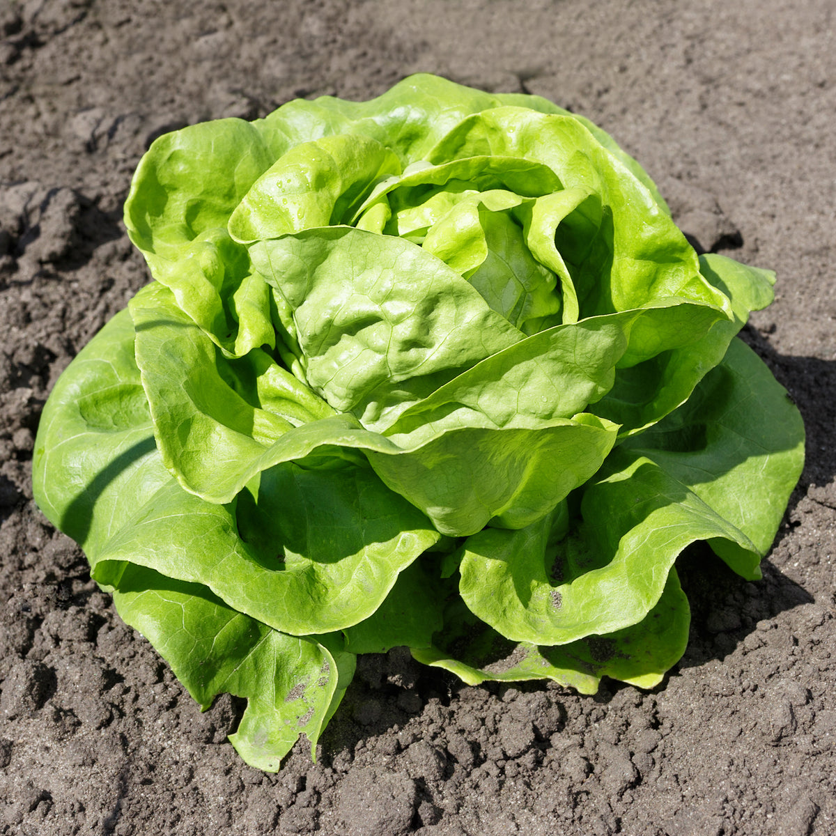 Gartensalat Pommé Justine - Willemse