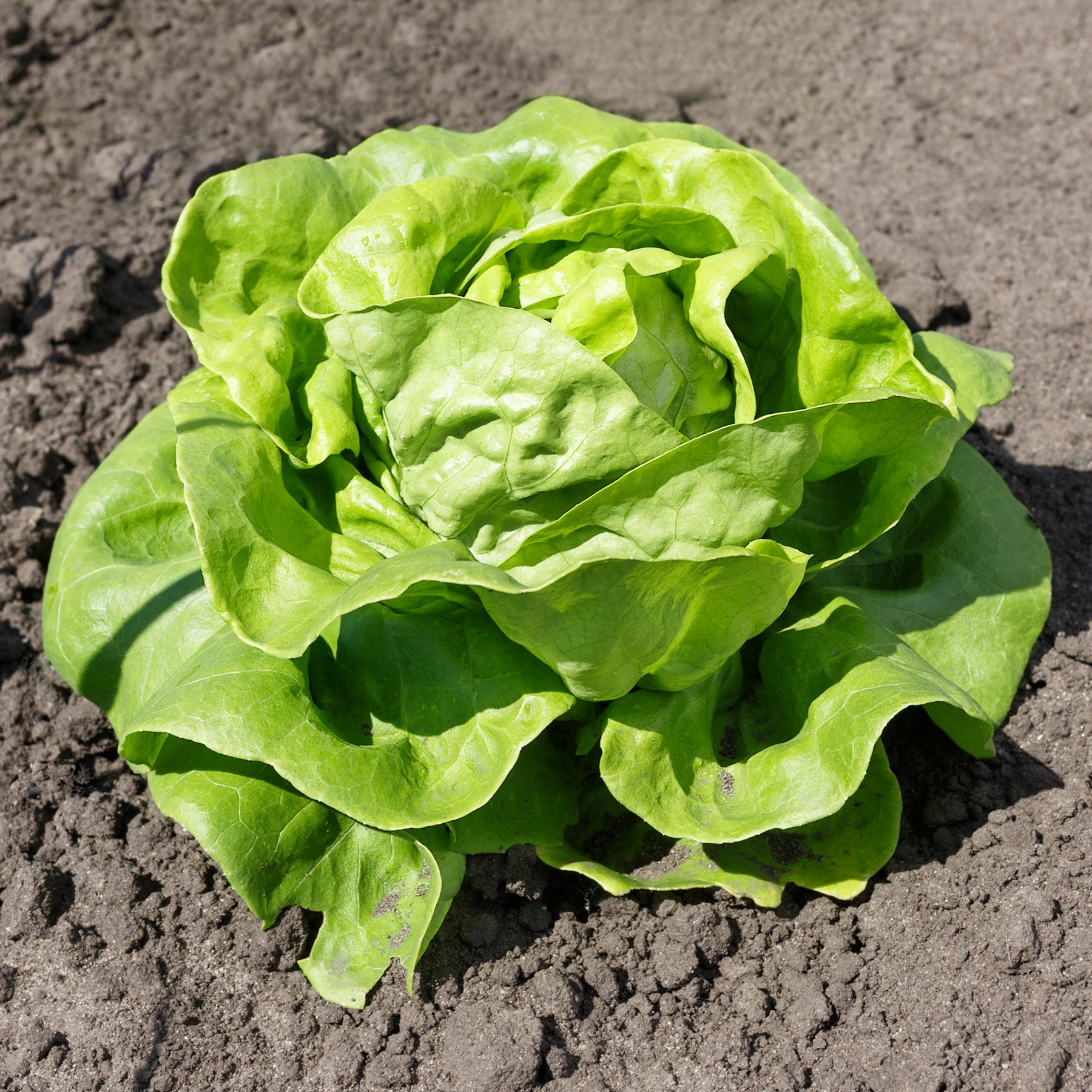Gartensalat Pommé Justine - Willemse