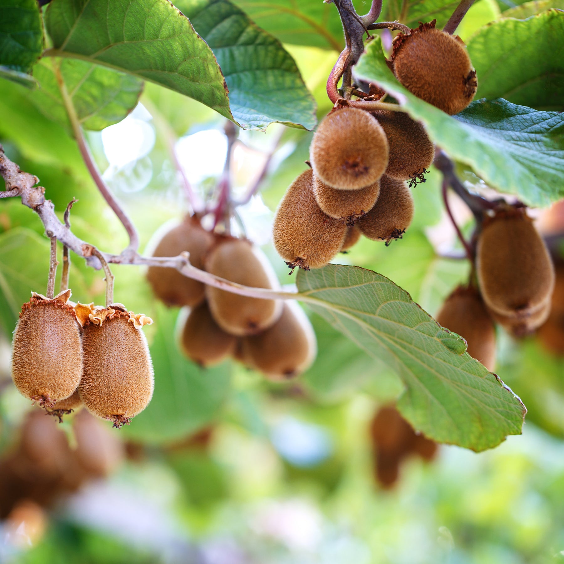 KIWI - Chinesischer Strahlengriffel Herma - Willemse