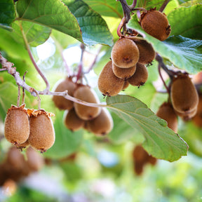 KIWI - Chinesischer Strahlengriffel Herma - Willemse