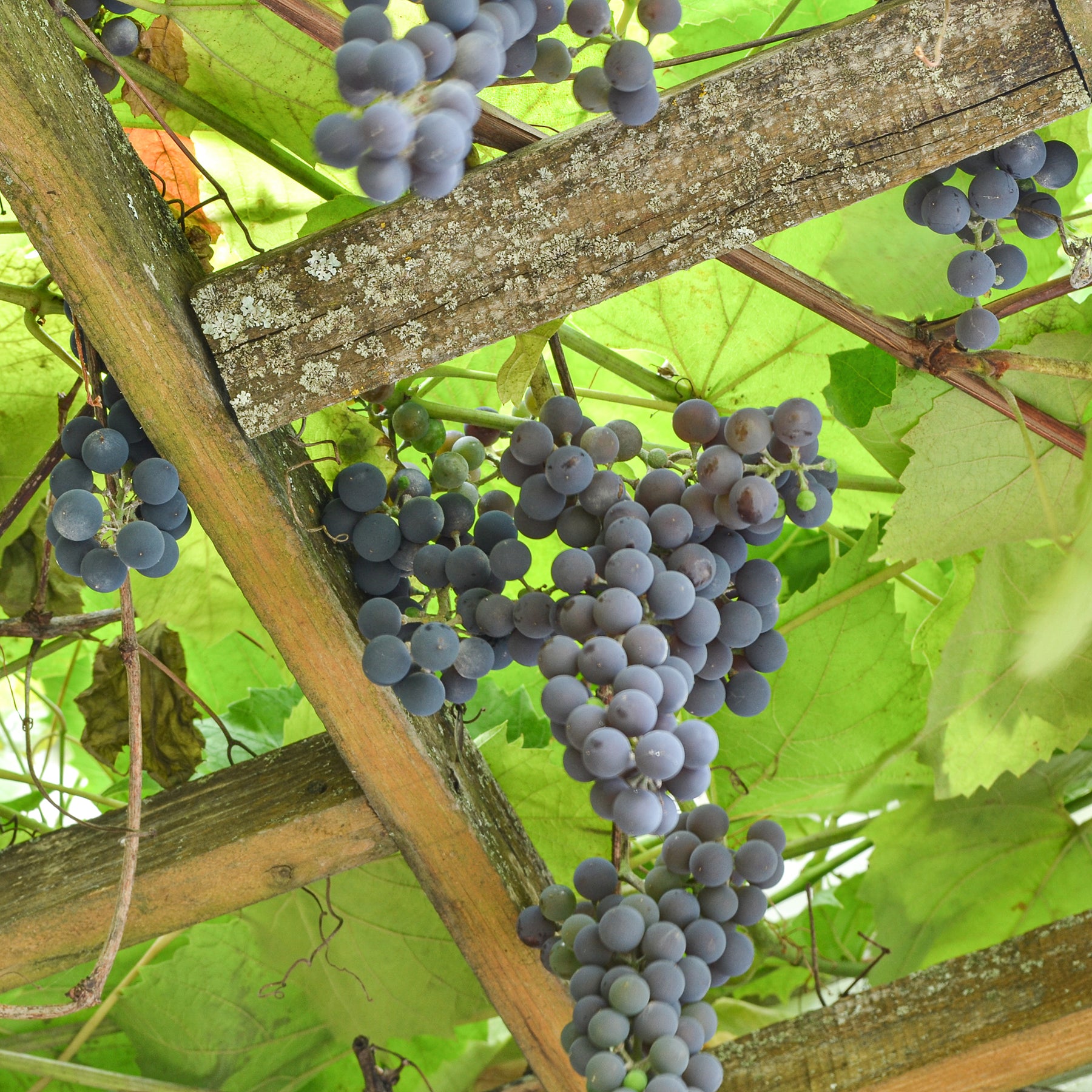 Erdbeertraube Isabella - Vitis vinifera Isabella - Willemse