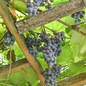 Erdbeertraube Isabella - Vitis vinifera Isabella - Willemse