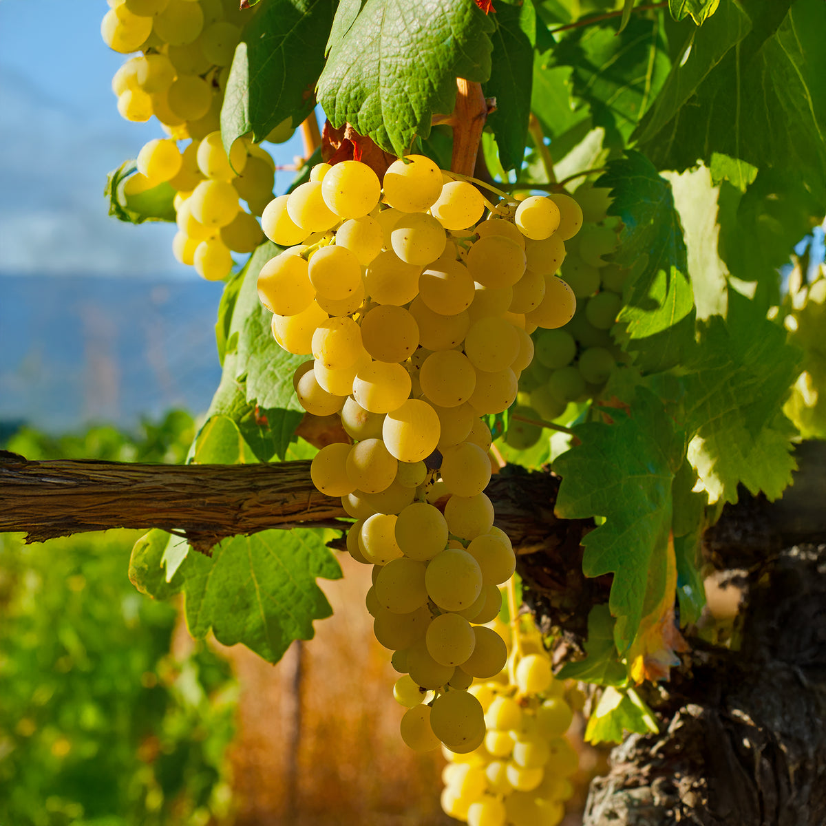 Erdbeertraube Noha - Vitis vinifera Noah - Willemse