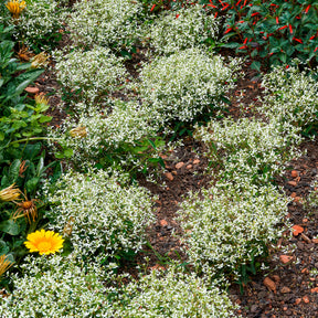 Zauberschnee Diamond Frost