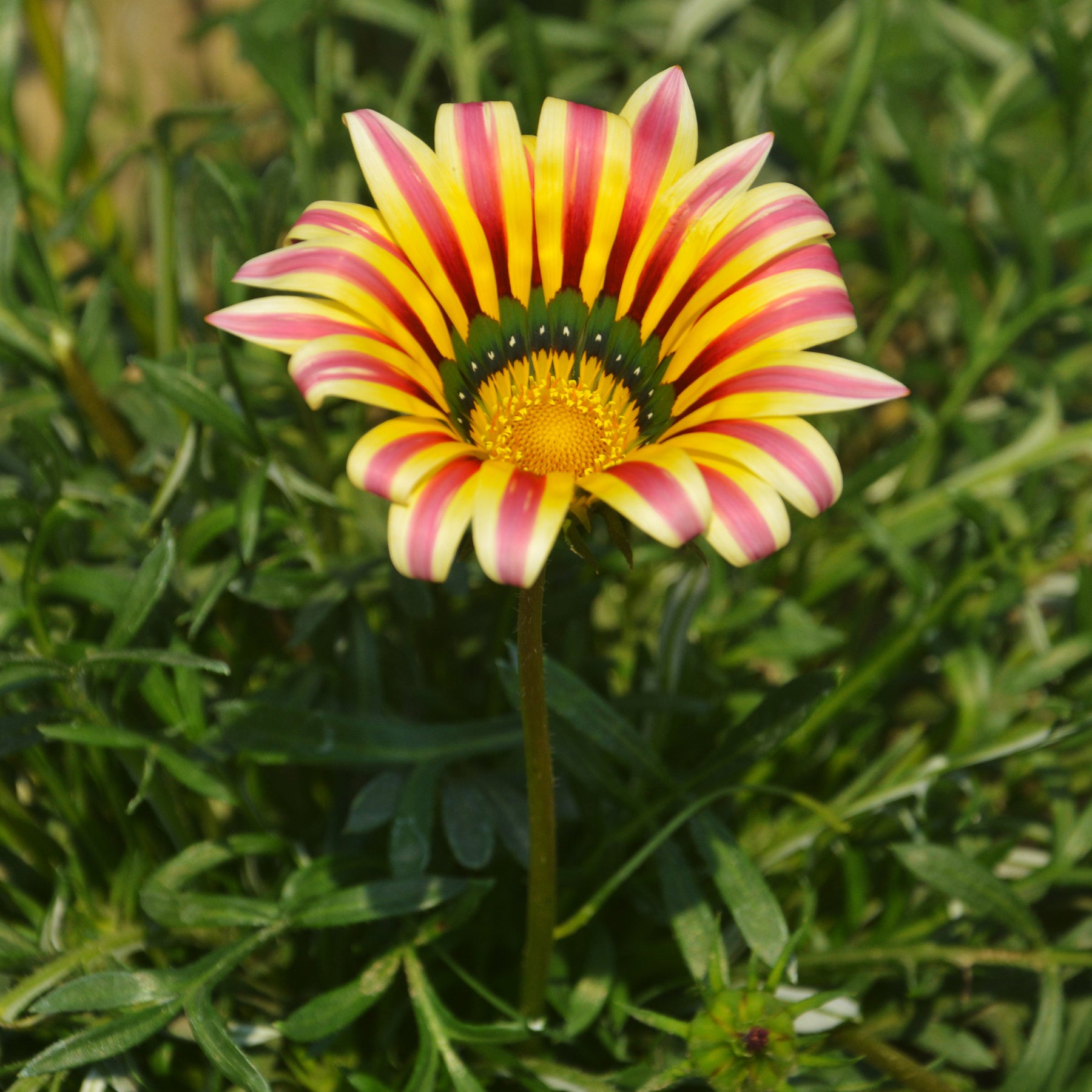 Gazania Big Kiss Yellow Flame - Willemse