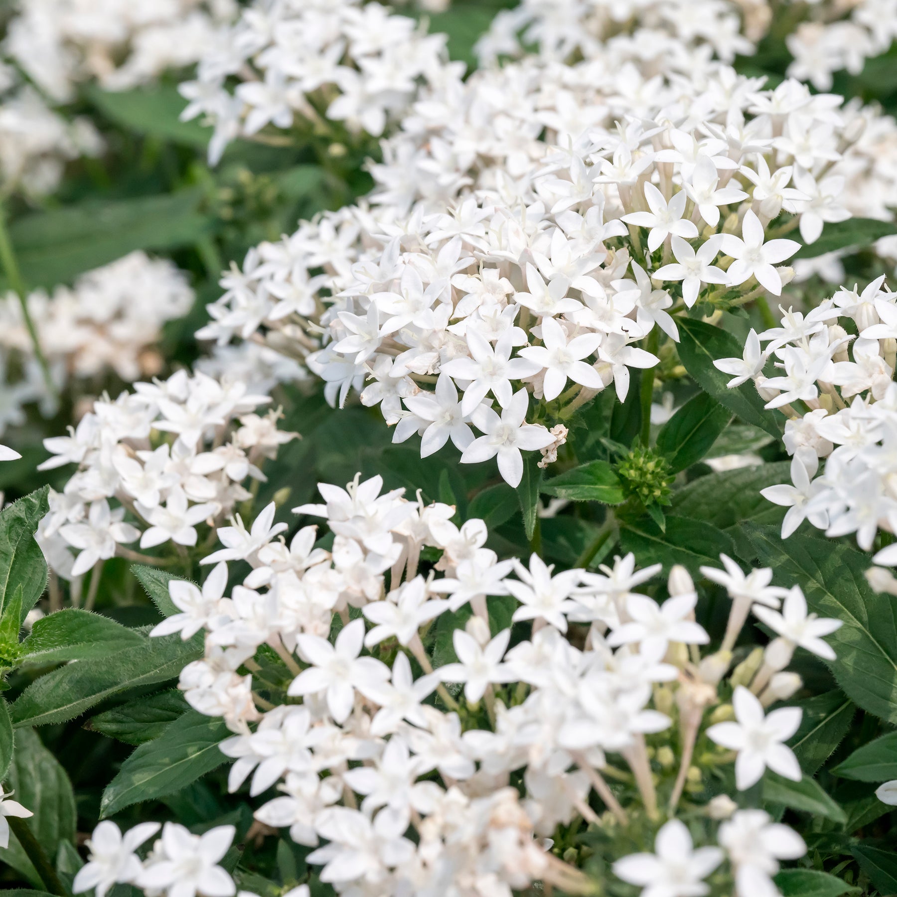 Weiße Fünfzahlstrauch - Pentas lanceolata - Willemse