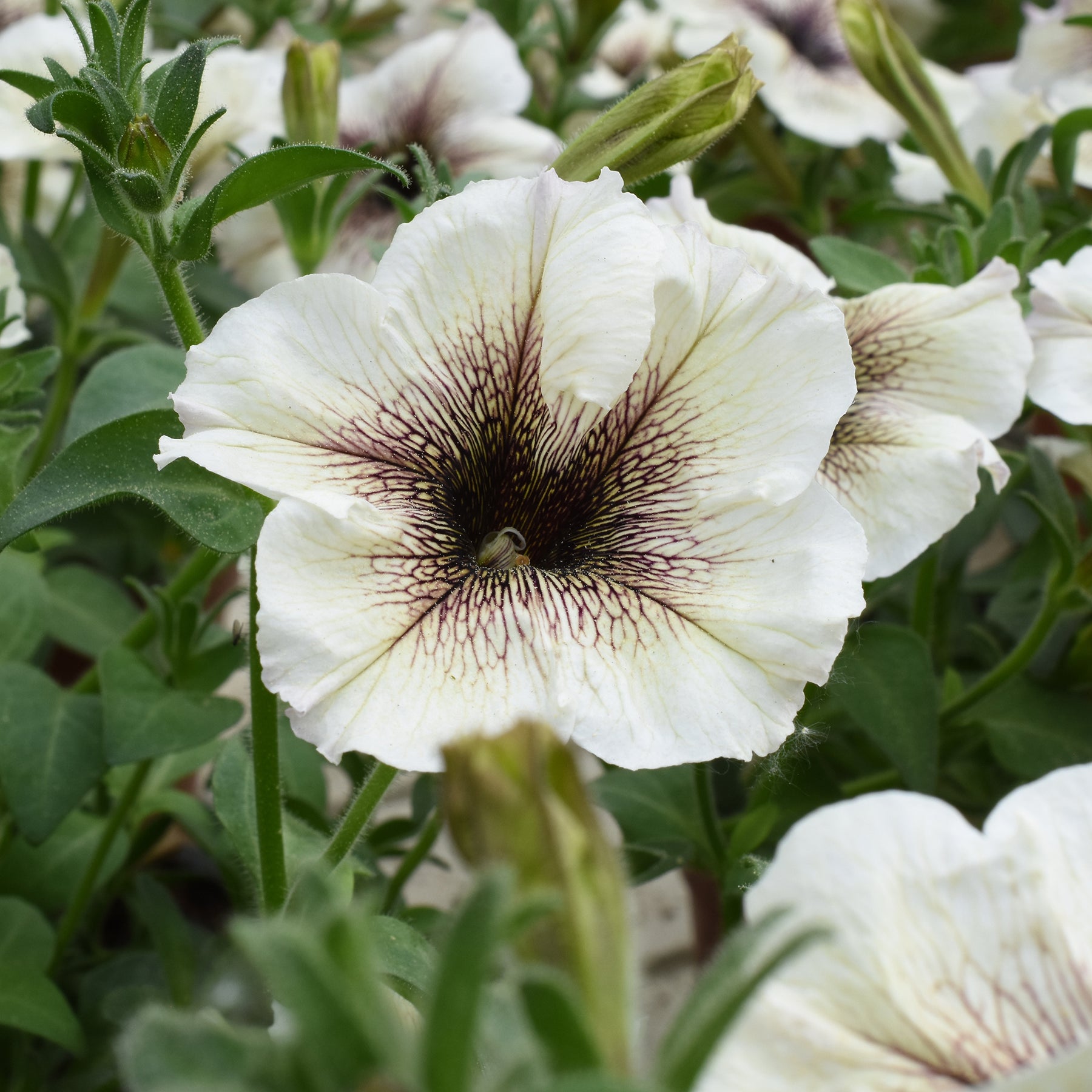 Garten-Petunie - Petunia - Willemse