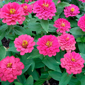 Fuchsiafarbene Zinnie - Zinnia elegans fuchsia - Willemse