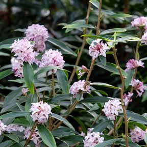 Seidelbast Spring Beauty - Willemse