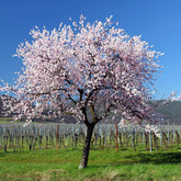 Süßmandel - Willemse