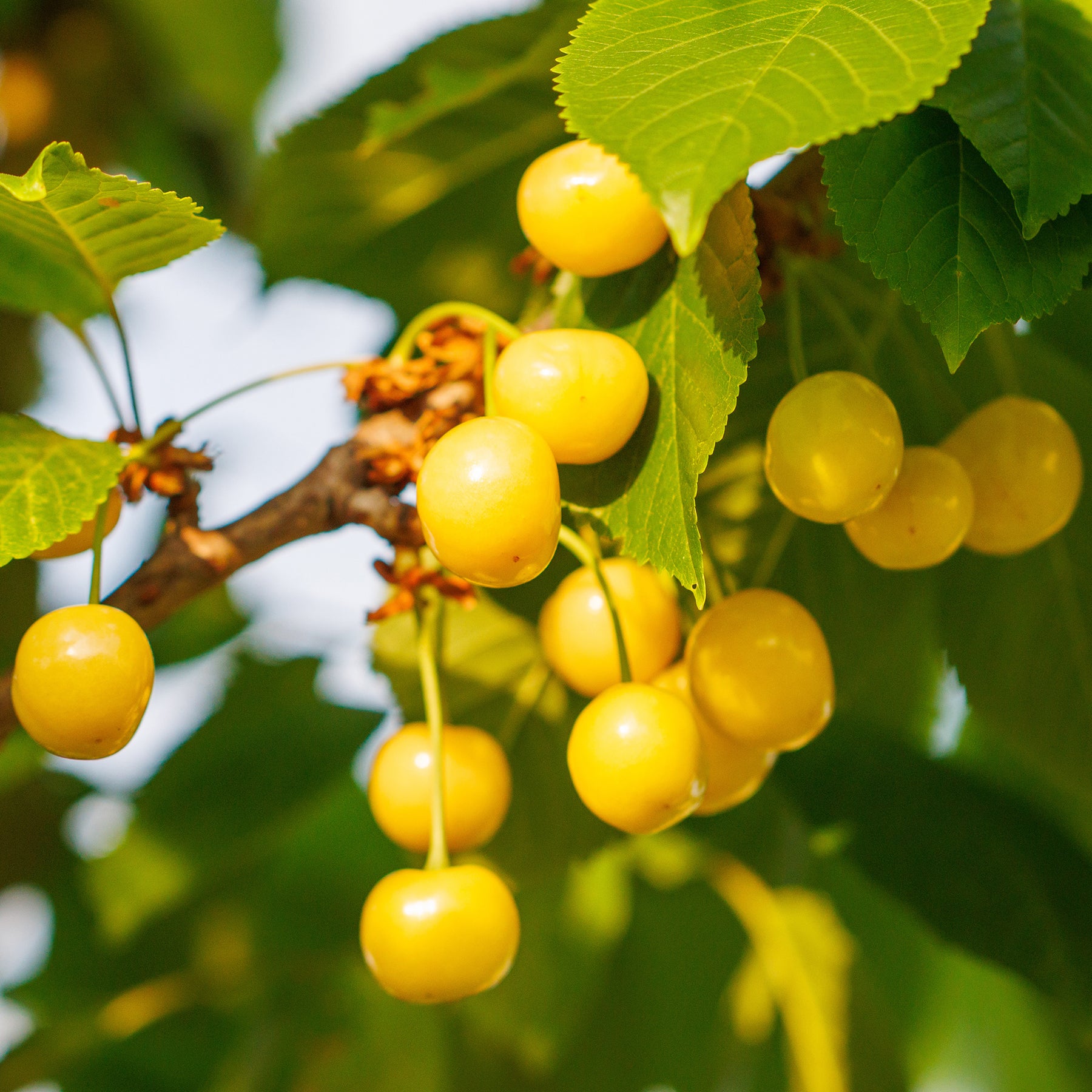 Prunus avium Dönissens Gelbe Knorpelkirsche - Süßkirsche Dönissens Gelbe - Kirschbäume