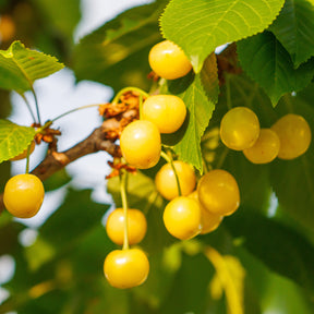 Prunus avium Dönissens Gelbe Knorpelkirsche - Süßkirsche Dönissens Gelbe - Kirschbäume