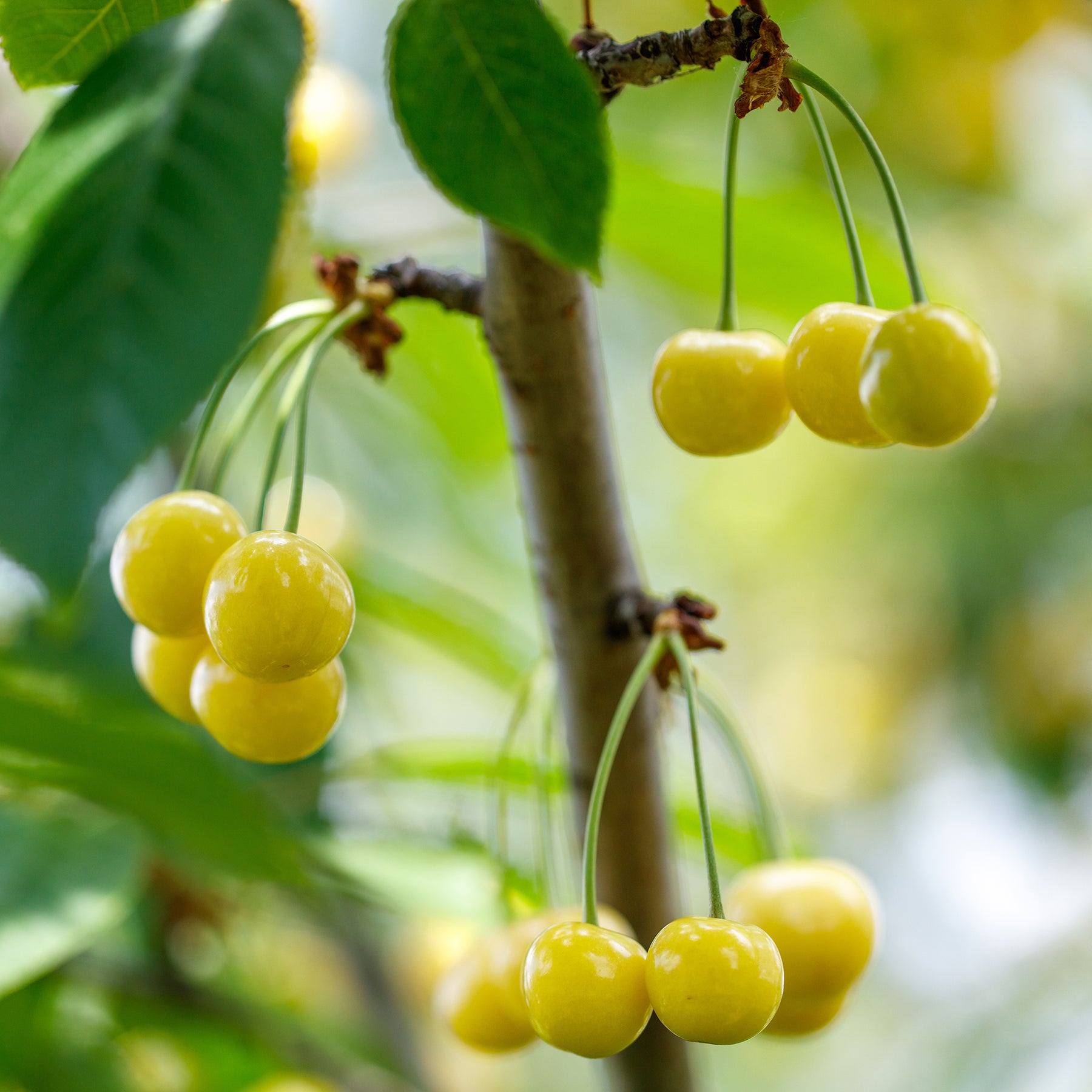 Süßkirsche Dönissens Gelbe - Willemse