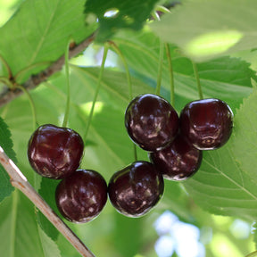 Süßkirsche Große Schwarze Knorpelkirsche - Prunus avium Große Schwarze Knorpelkirsche - Willemse