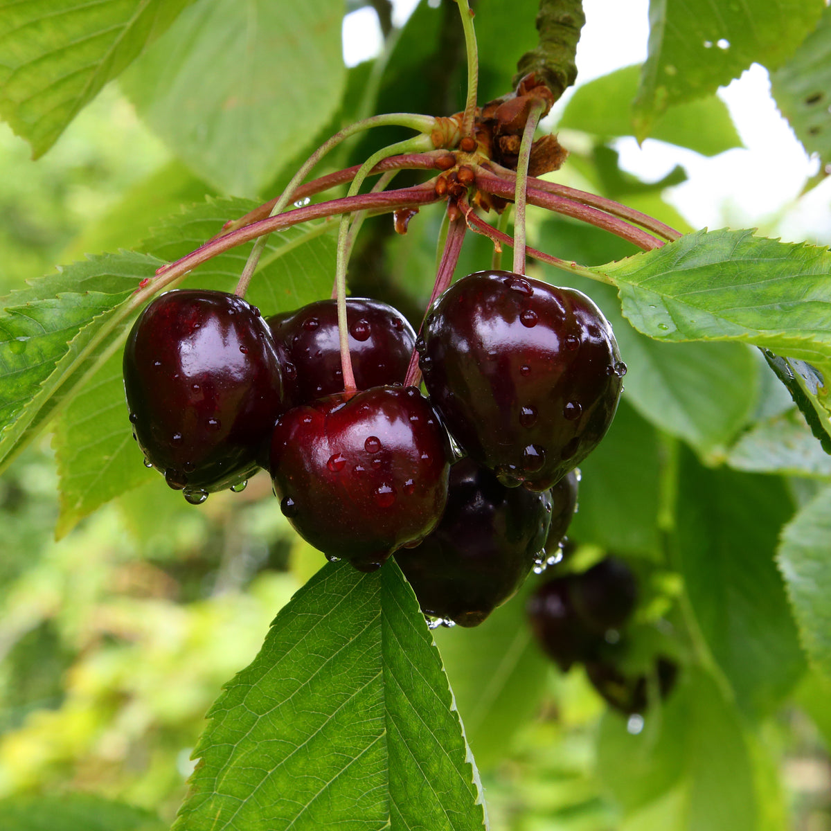 Süßkirsche Große Schwarze Knorpelkirsche - Willemse