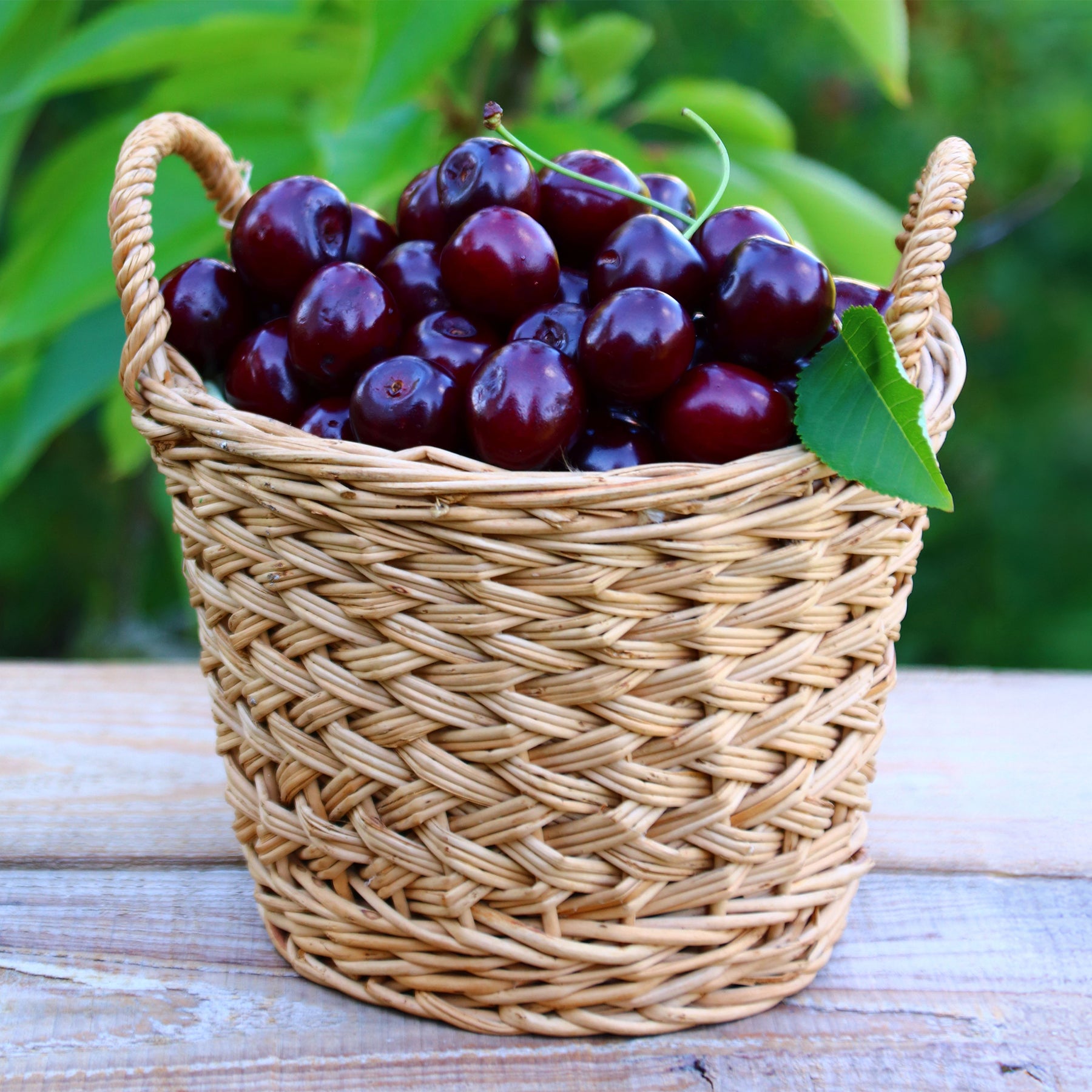 Prunus avium Große Schwarze Knorpelkirsche - Süßkirsche Große Schwarze Knorpelkirsche - Kirschbäume