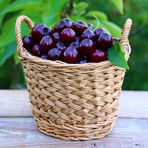 Prunus avium Große Schwarze Knorpelkirsche - Süßkirsche Große Schwarze Knorpelkirsche - Kirschbäume