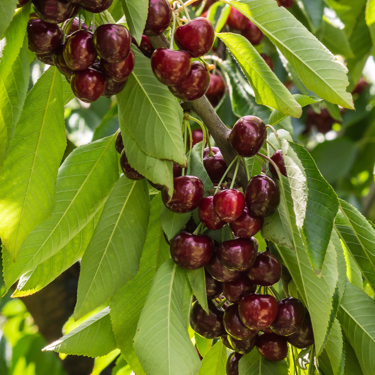 Süßkirsche Stella - Prunus avium Stella - Willemse