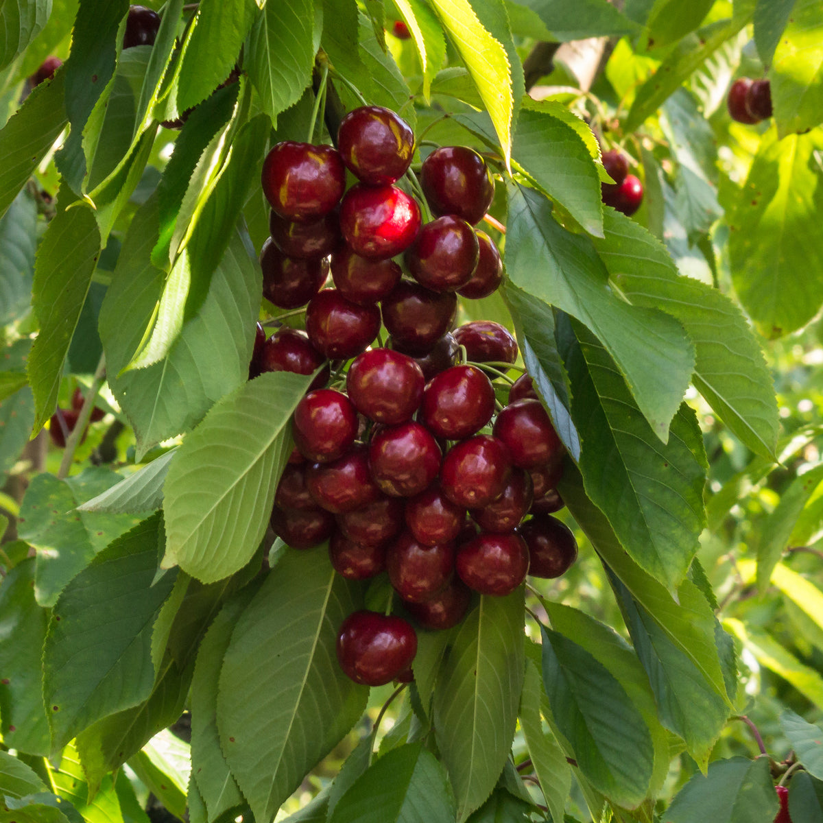 Süßkirsche Stella - Willemse