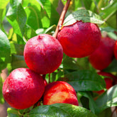 Nektarine Flavortop - Prunus persica nucipersica Flavor Top - Willemse