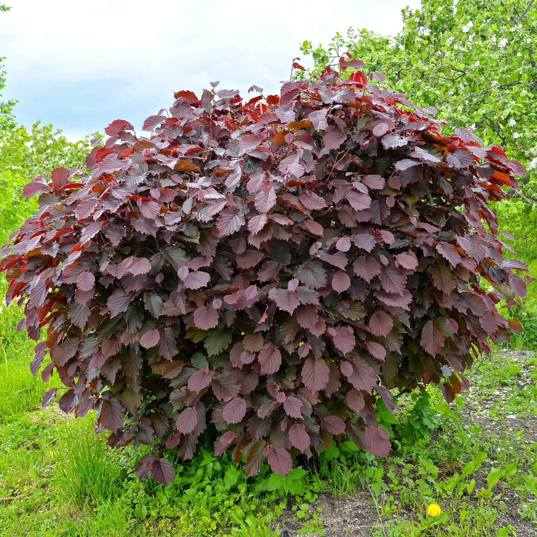 Verkauf Haselnuss Rotblättrige Zellernuss - Corylus maxima Rote Zellernuss