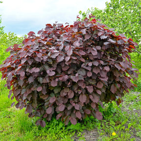 Verkauf Haselnuss Rotblättrige Zellernuss - Corylus maxima Rote Zellernuss