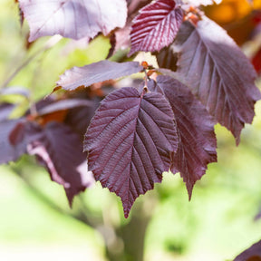 Haselnuss - Haselnuss Rotblättrige Zellernuss - Corylus maxima Rote Zellernuss