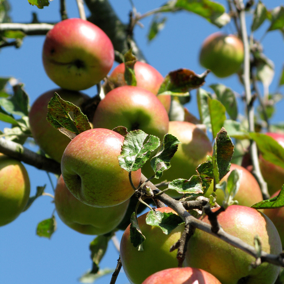 Malus domestica Braeburn - Apfel Braeburn - Apfelbäume