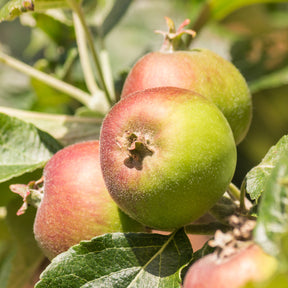 Apfel Braeburn - Willemse