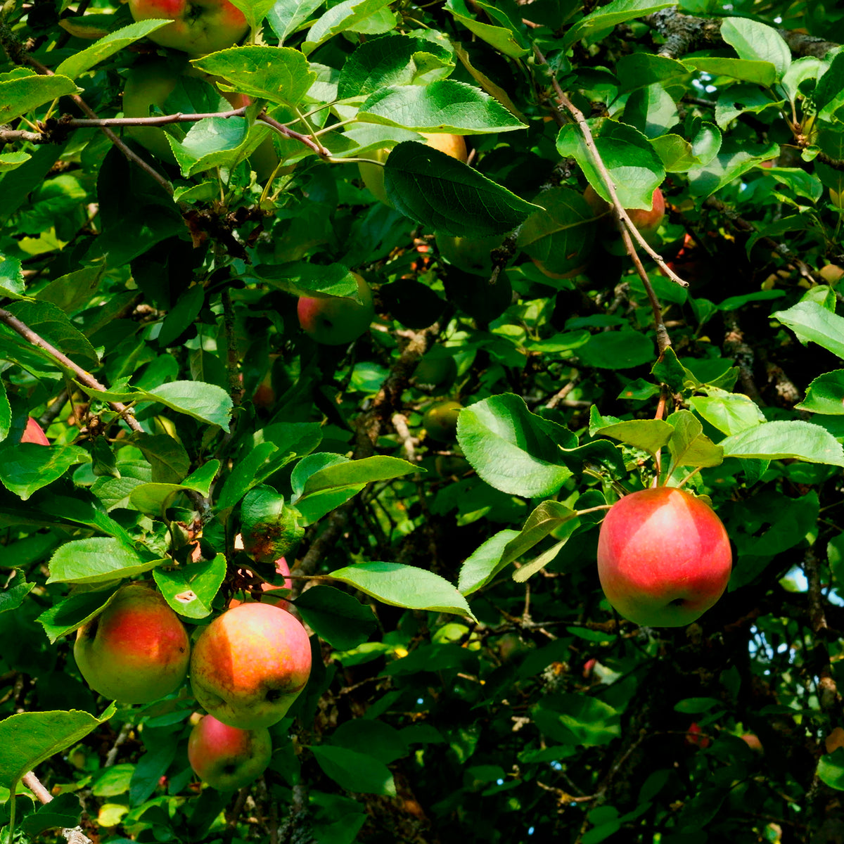Apfel Braeburn - Malus domestica Braeburn - Willemse