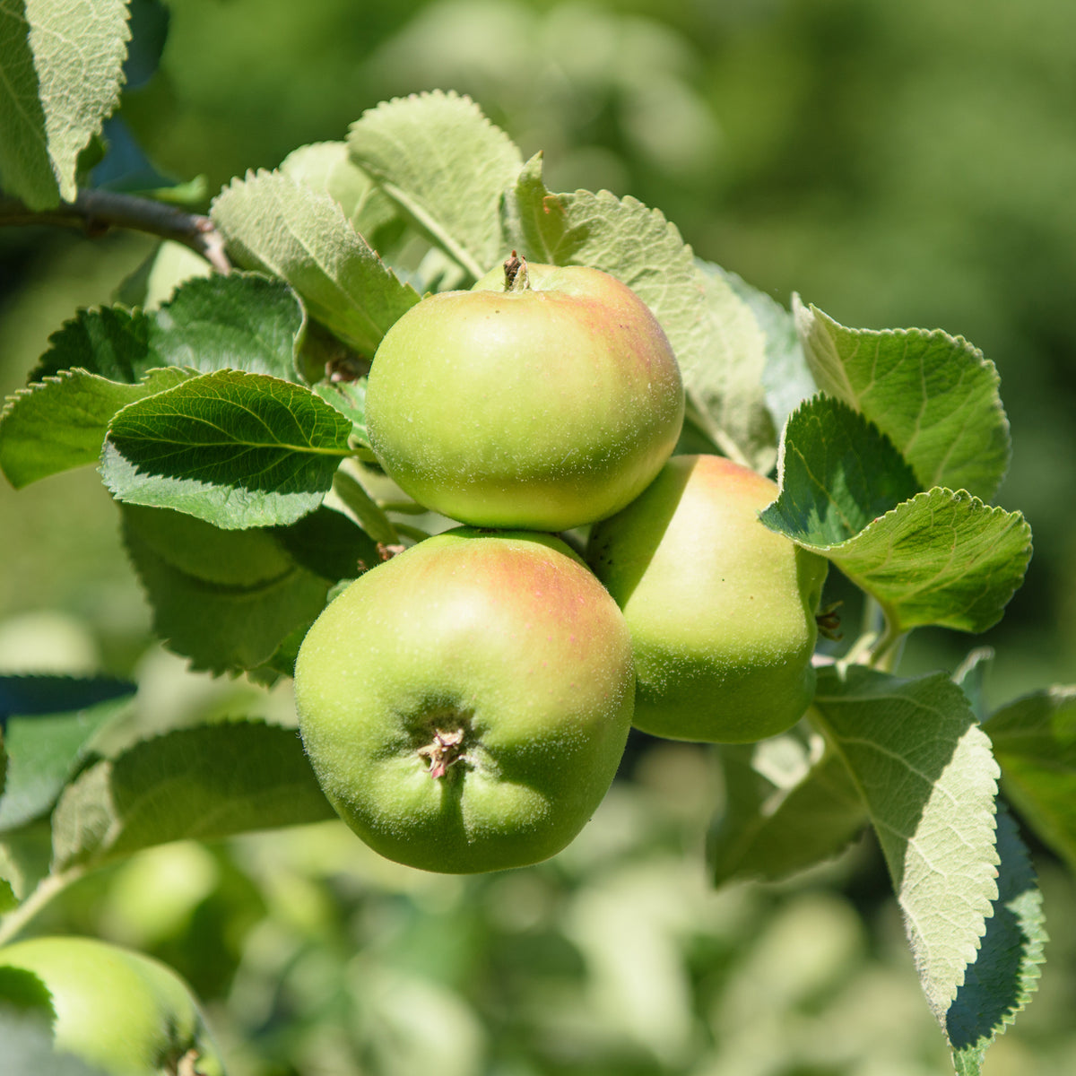 Apfel Bramleys Seedling - Malus domestica Bramley's Seedling - Willemse