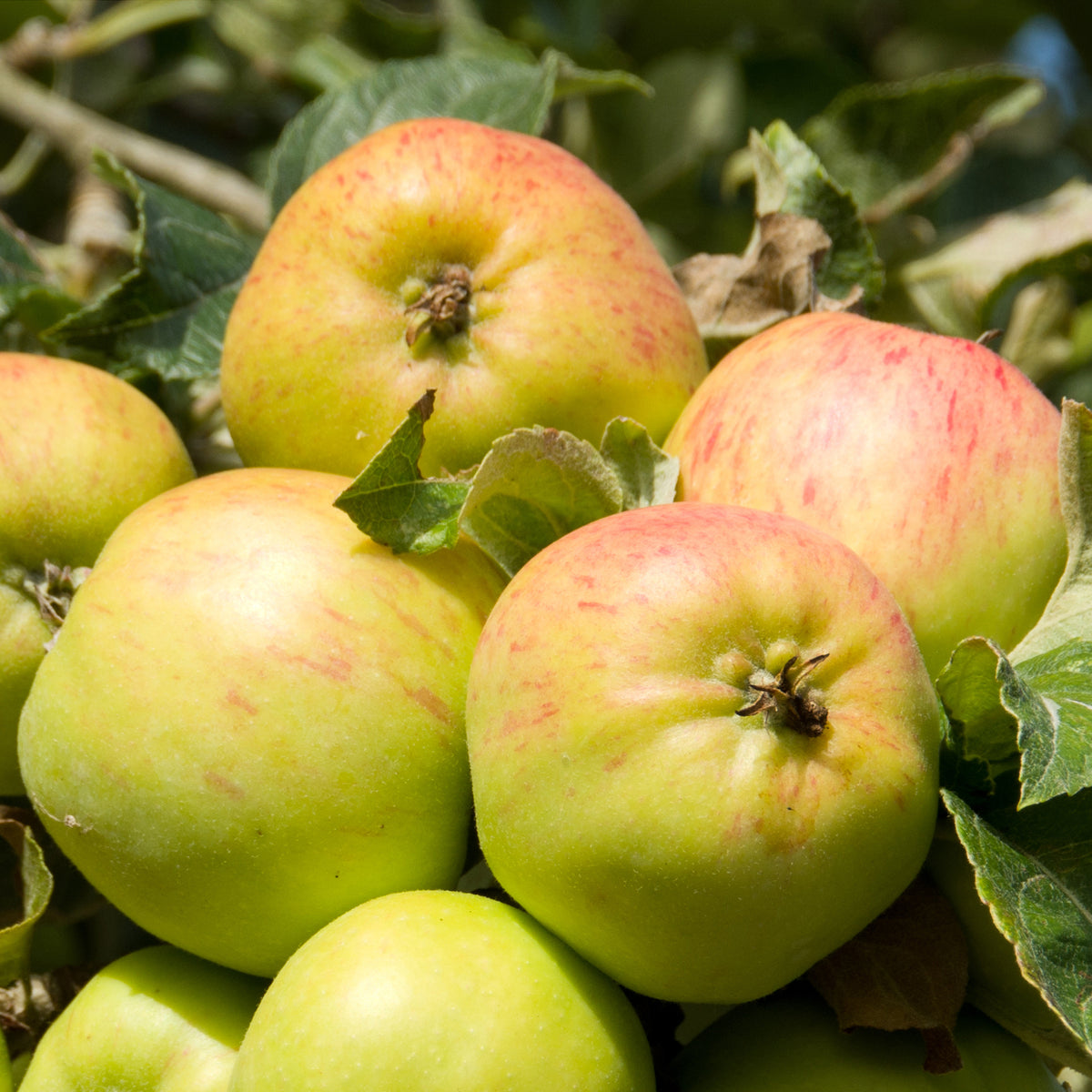 Apfel Bramleys Seedling - Willemse