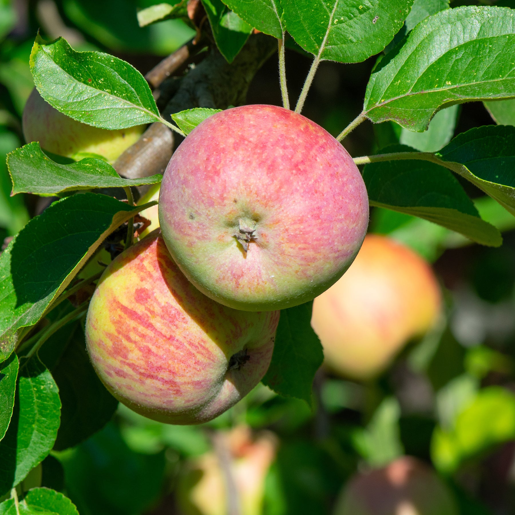 Apfel Gravensteiner - Malus domestica Gravenstein - Willemse