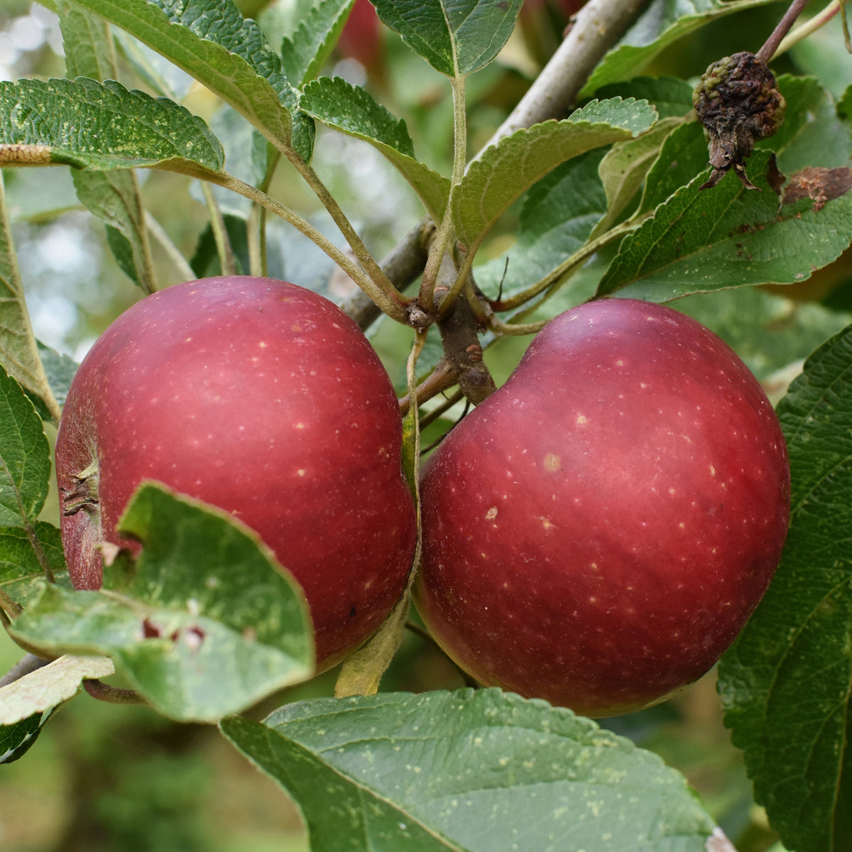 Apfel Ingrid Marie - Willemse