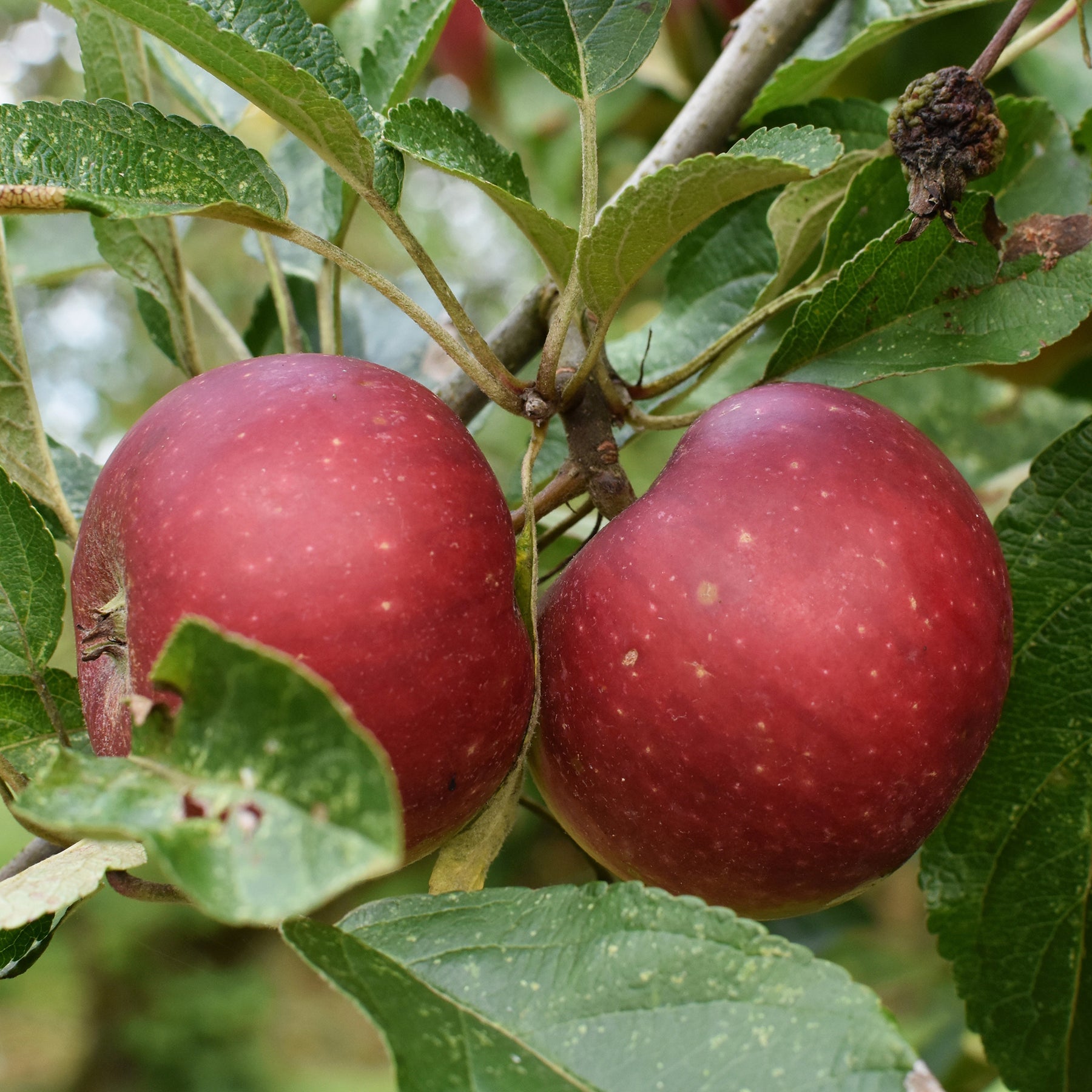 Apfel Ingrid Marie - Willemse