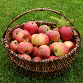 Apfel Ingrid Marie - Willemse