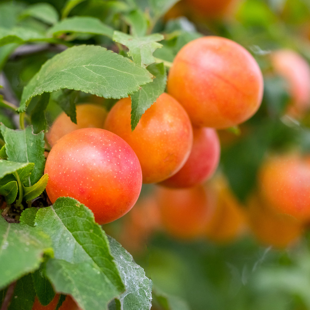 Pflaume Aprimira - Prunus domestica Aprimira - Willemse