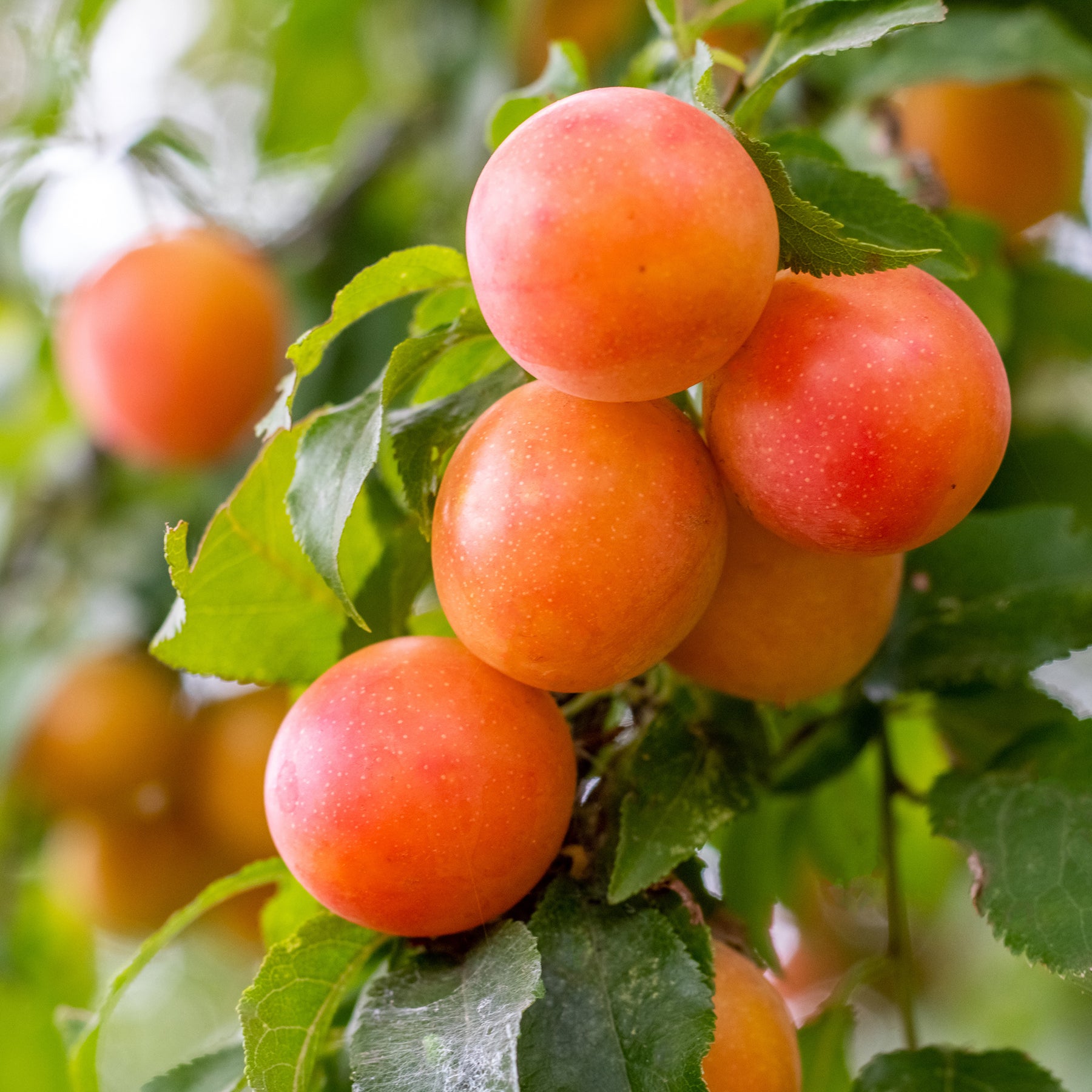 Pflaume Aprimira - Willemse