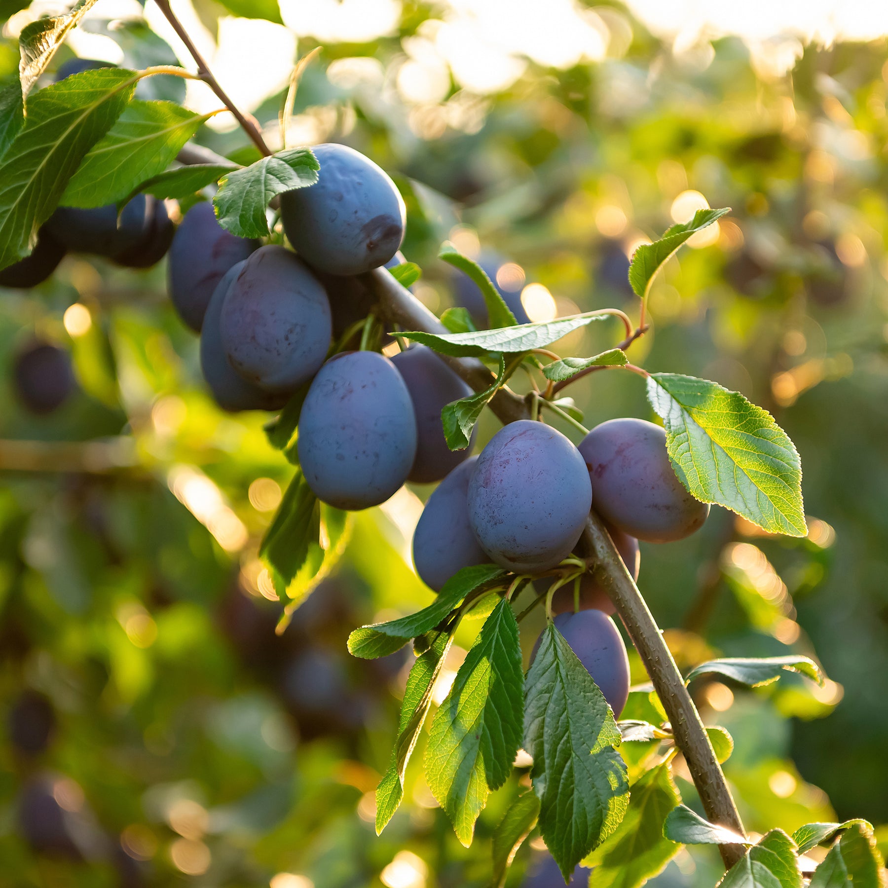 Zwetsche Hauszwetsche - Willemse
