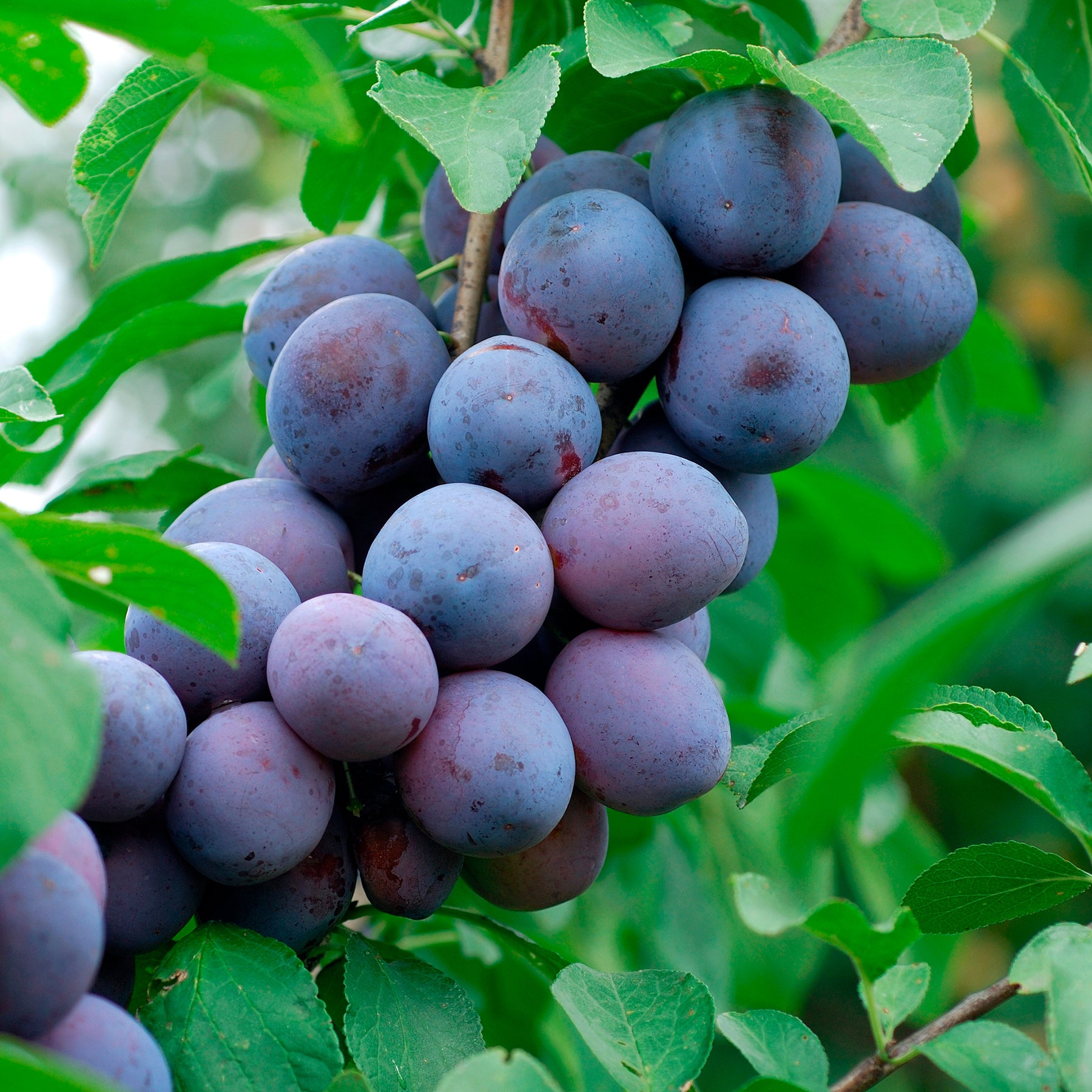 Zwetsche Hauszwetsche - Prunus domestica Hauszwetsche - Willemse