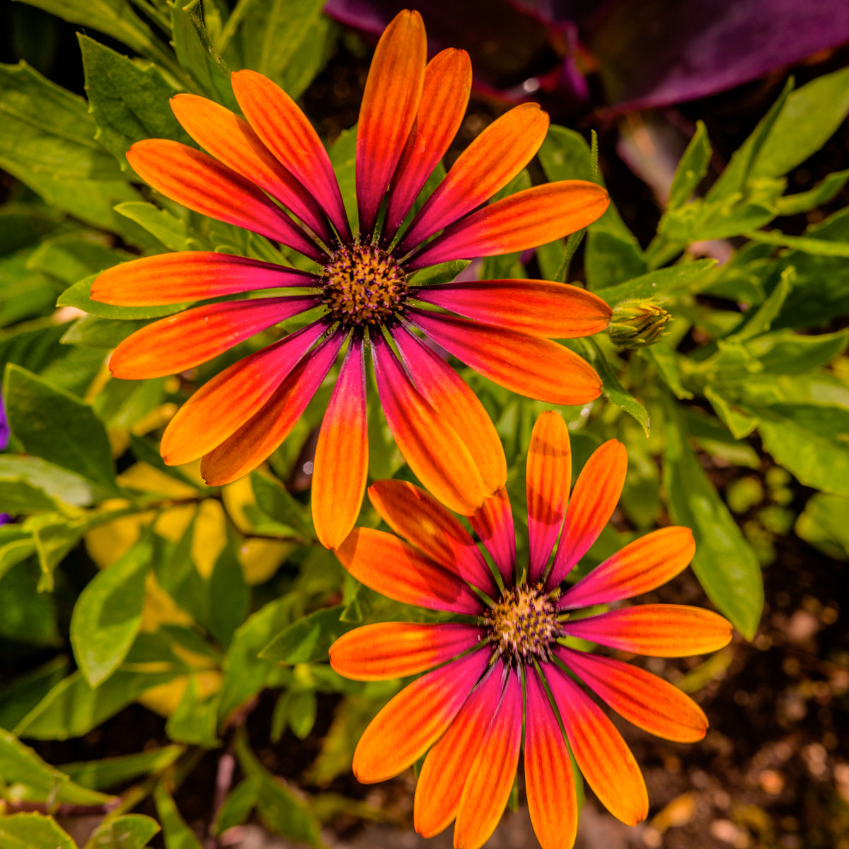 Osteospermum Flower Power® Purple Sun - Osteospermum purple sun - Blumen für Terrasse und Balkon