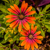 Osteospermum Flower Power® Purple Sun - Osteospermum purple sun - Blumen für Terrasse und Balkon