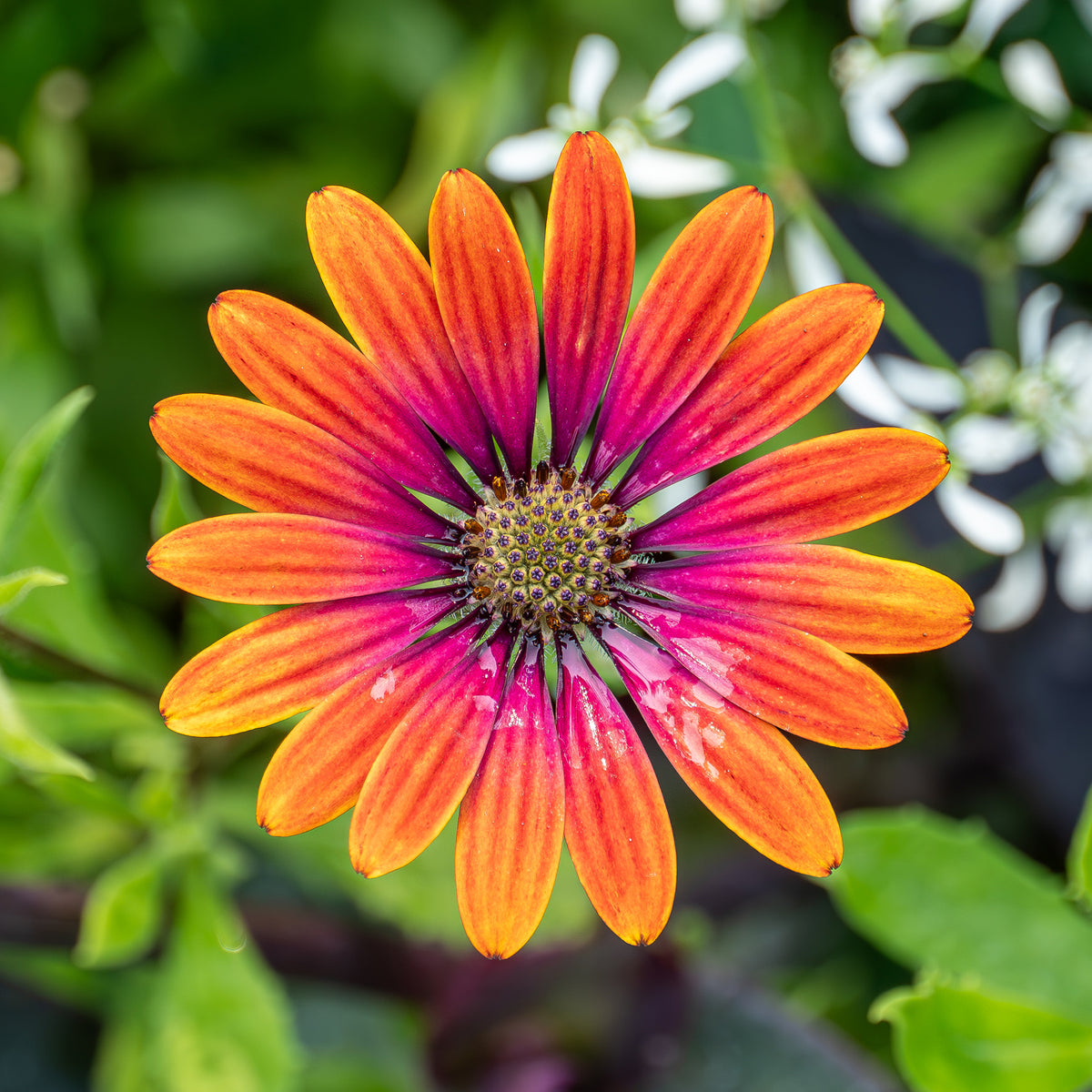 Osteospermum purple sun - Willemse