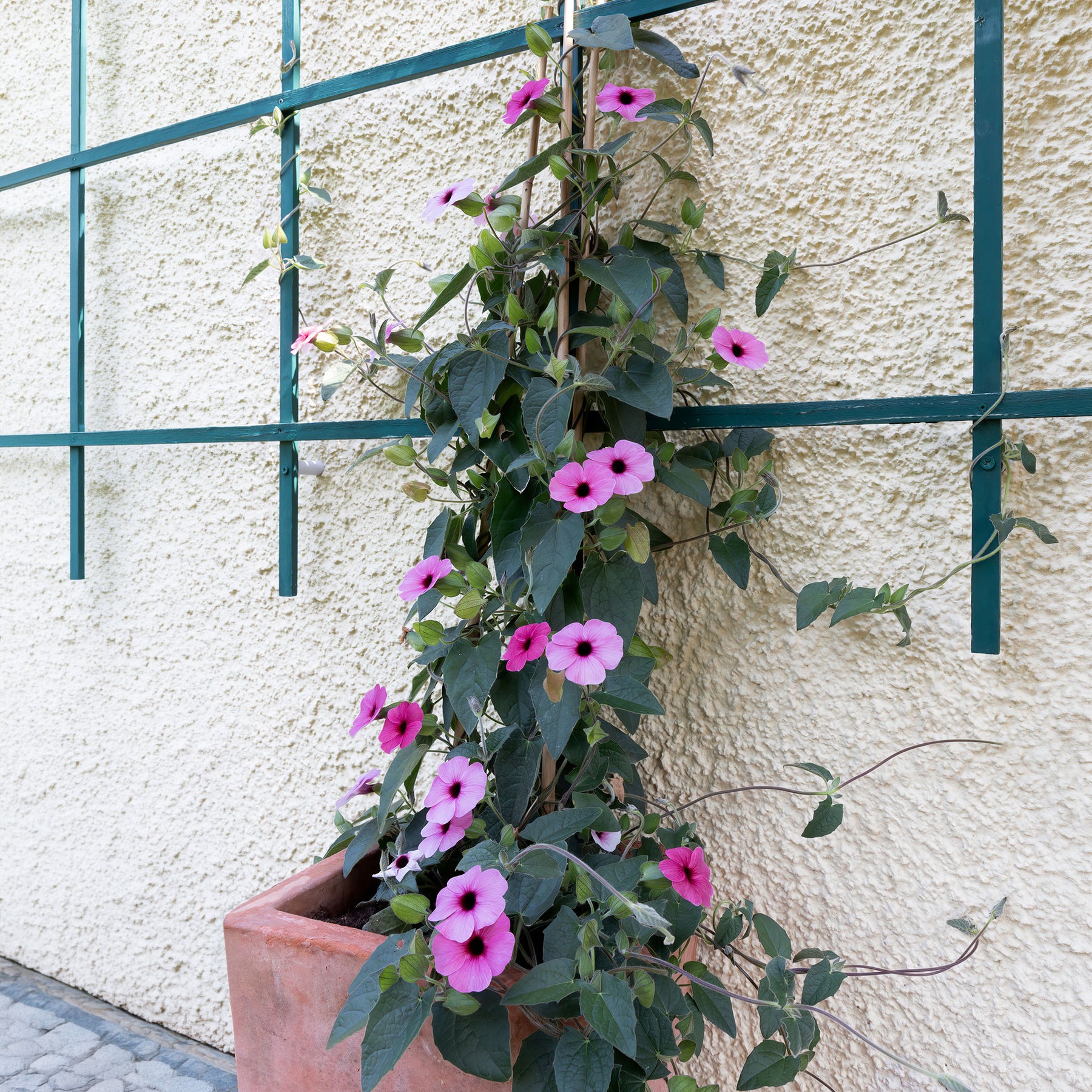 Thunbergia alata Sunny Suzy Rose Sensation - Willemse
