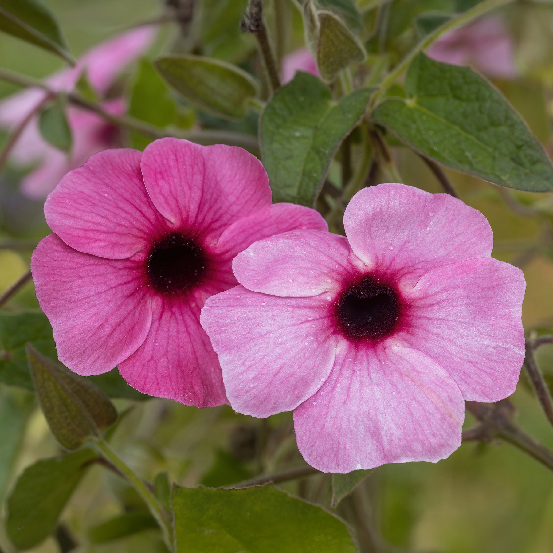 Verkauf Thunbergia alata Sunny Suzy Rose Sensation - Thunbergia alata Sunny Susy® Rose Sensation