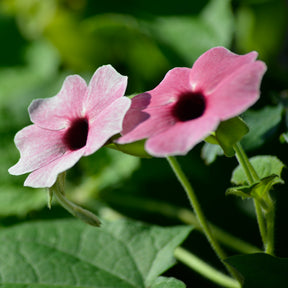 Blumen für Terrasse und Balkon - Thunbergia alata Sunny Suzy Rose Sensation - Thunbergia alata Sunny Susy® Rose Sensation