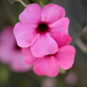 Thunbergia alata Sunny Susy® Rose Sensation - Thunbergia alata Sunny Suzy Rose Sensation - Blumen für Terrasse und Balkon