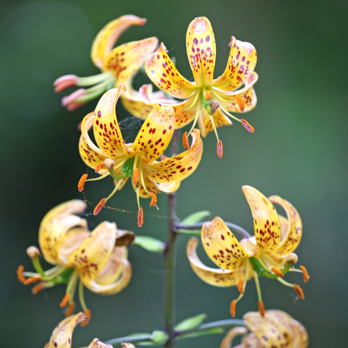 Türkenbundlilie Sunny Morning - Willemse