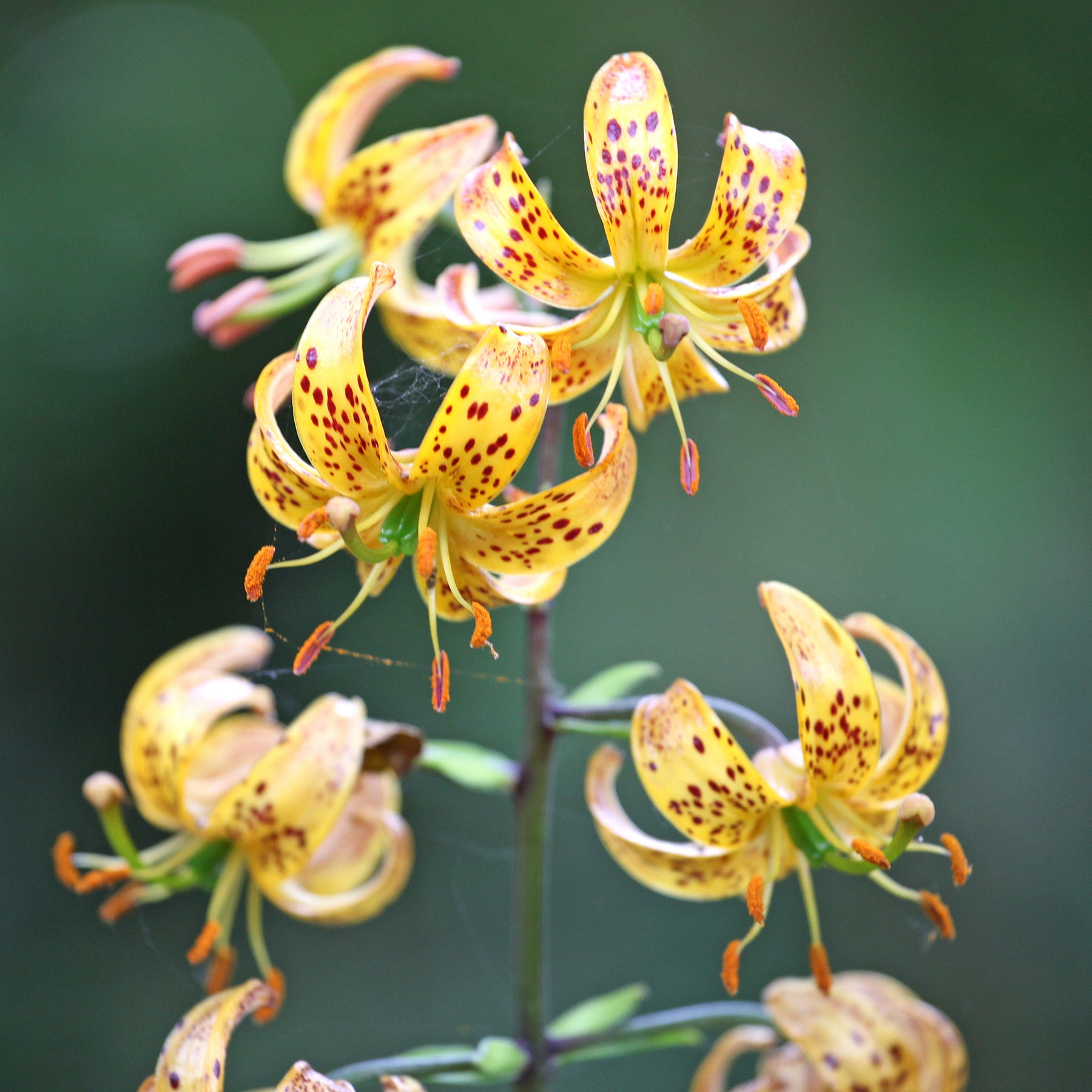 Türkenbundlilie Sunny Morning - Willemse