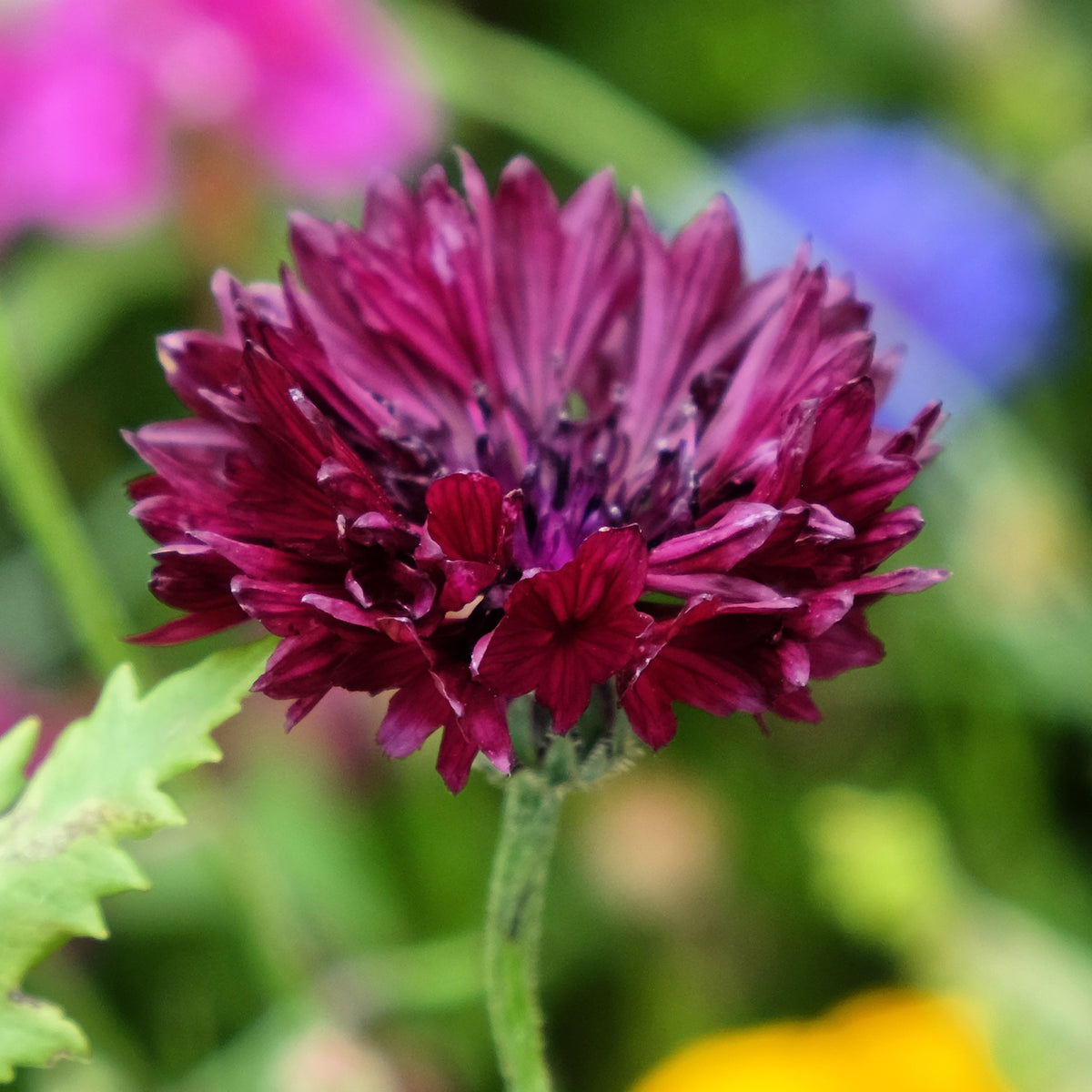 Centaurea cyanus Black Ball - Kornblume Black Ball - Samen für einjährige Blumen